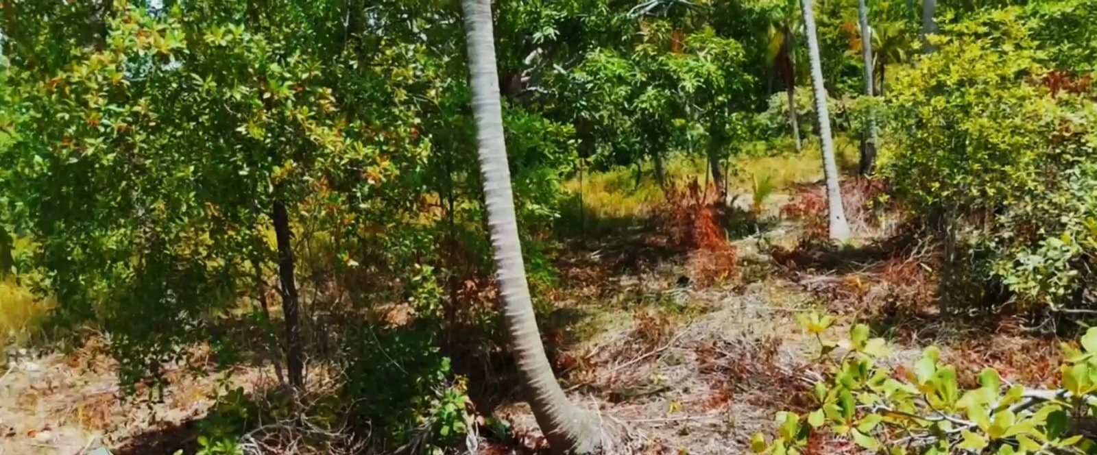 The plot is ideal for your dream home (RW-0509) — photo 5