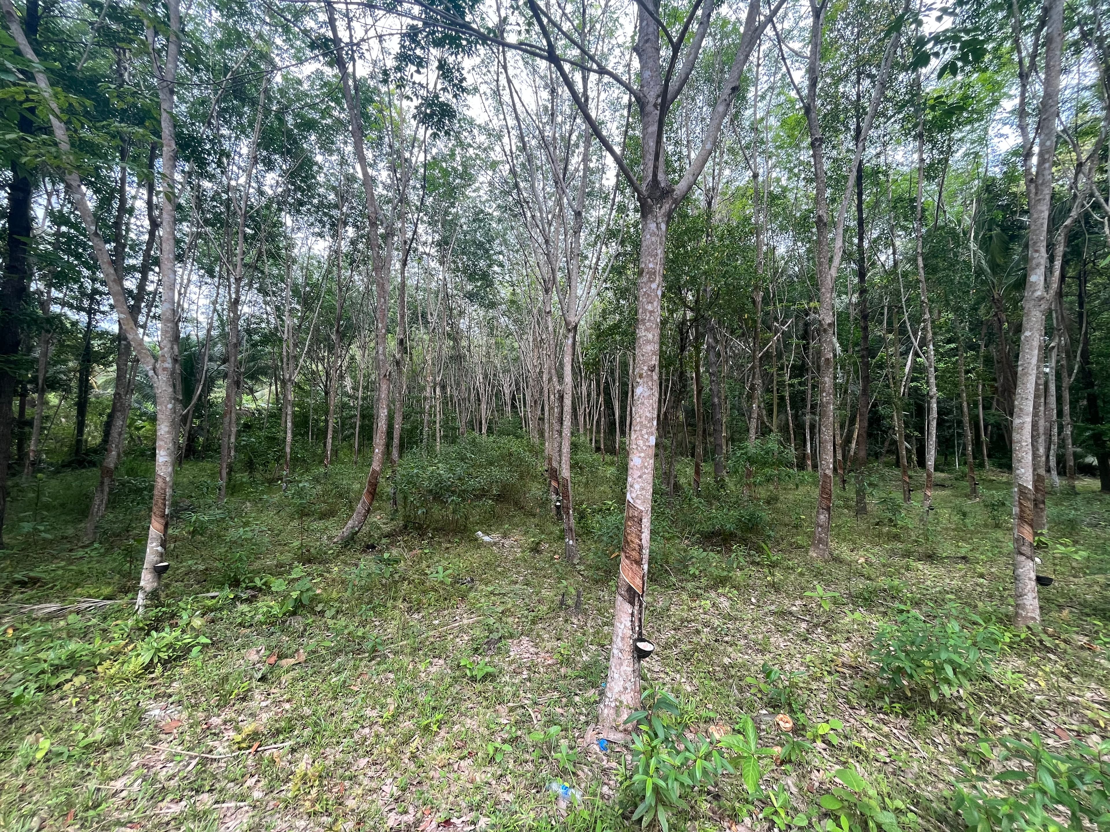 Land plot on Koh Phangan (RW-L0041) — photo 1