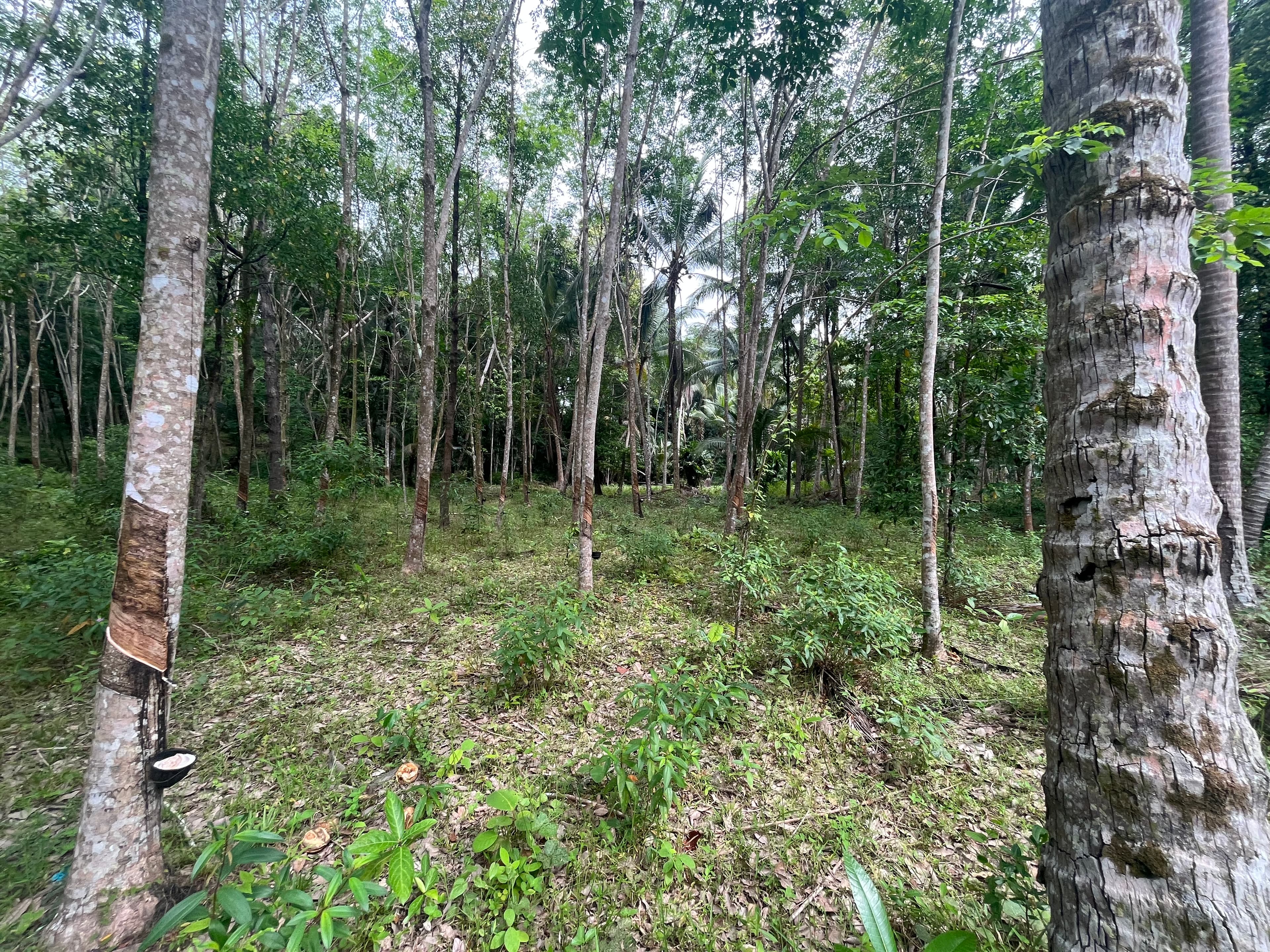 Land plot on Koh Phangan (RW-L0041) — photo 2
