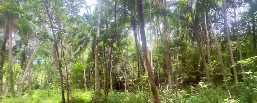 Land plot on Koh Phangan (RW-L0062) — photo 3