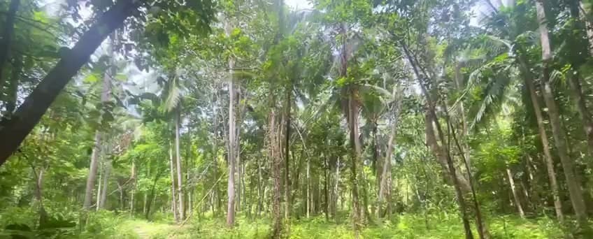 Land plot on Koh Phangan (RW-L0062) — photo 4