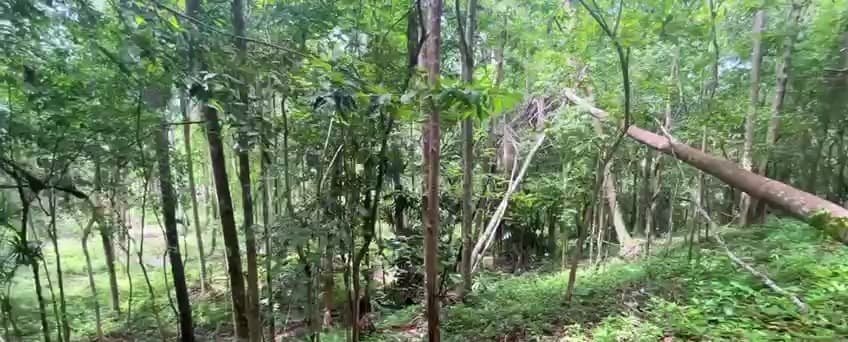 Land plot on Koh Phangan (RW-L0062) — photo 5