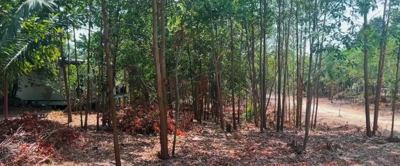 Land plot on Koh Phangan (RW-L0064) — photo 3