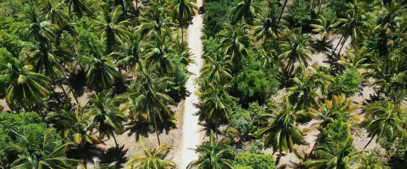 Land plot on Koh Phangan (RW-L0065) — photo 3