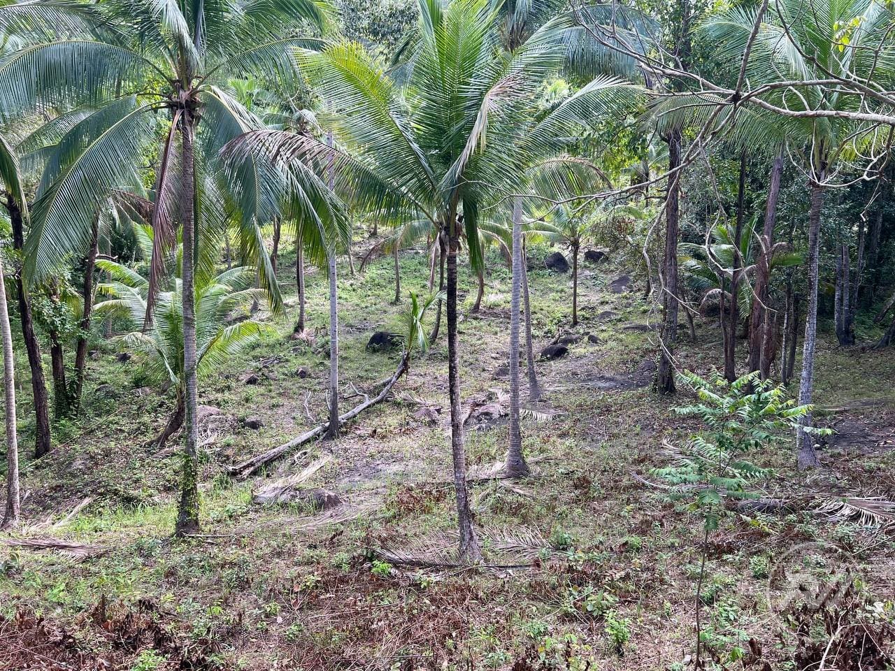 Chaloklum Plot for Sale – Prime Location