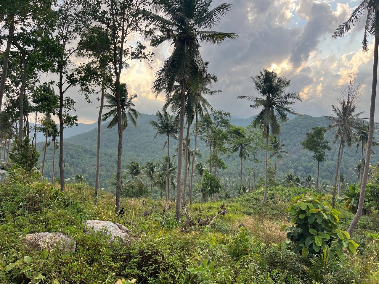Haad Yao Hillside — plot collection — M1 (6)