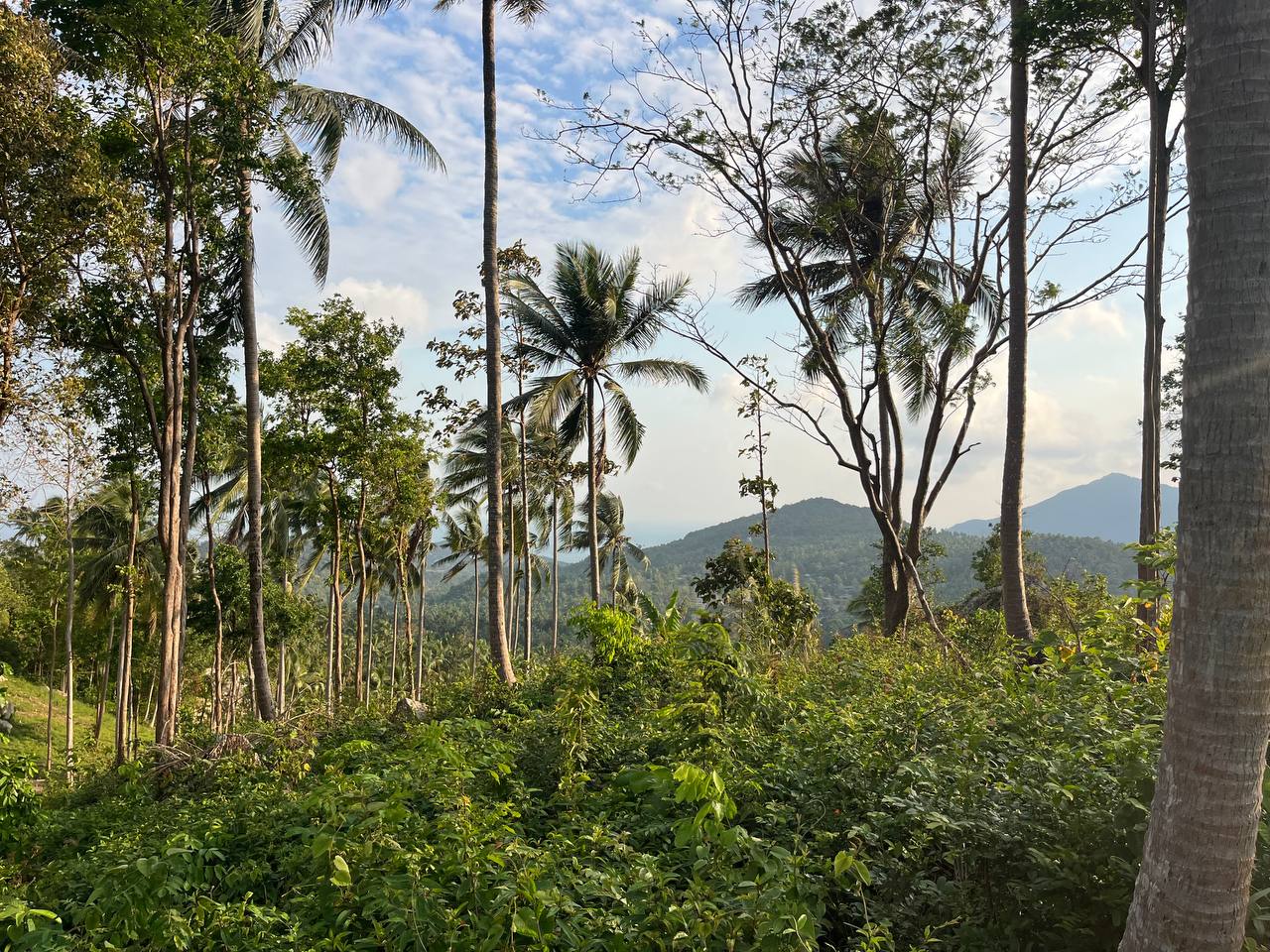 Haad Yao Hillside — plot collection — M10 (2)