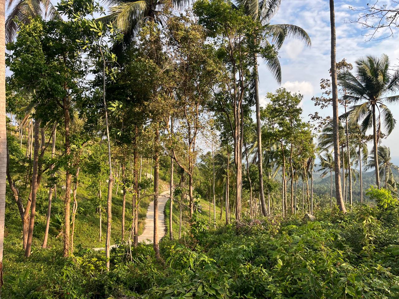 Haad Yao Hillside — plot collection — M10 (3)