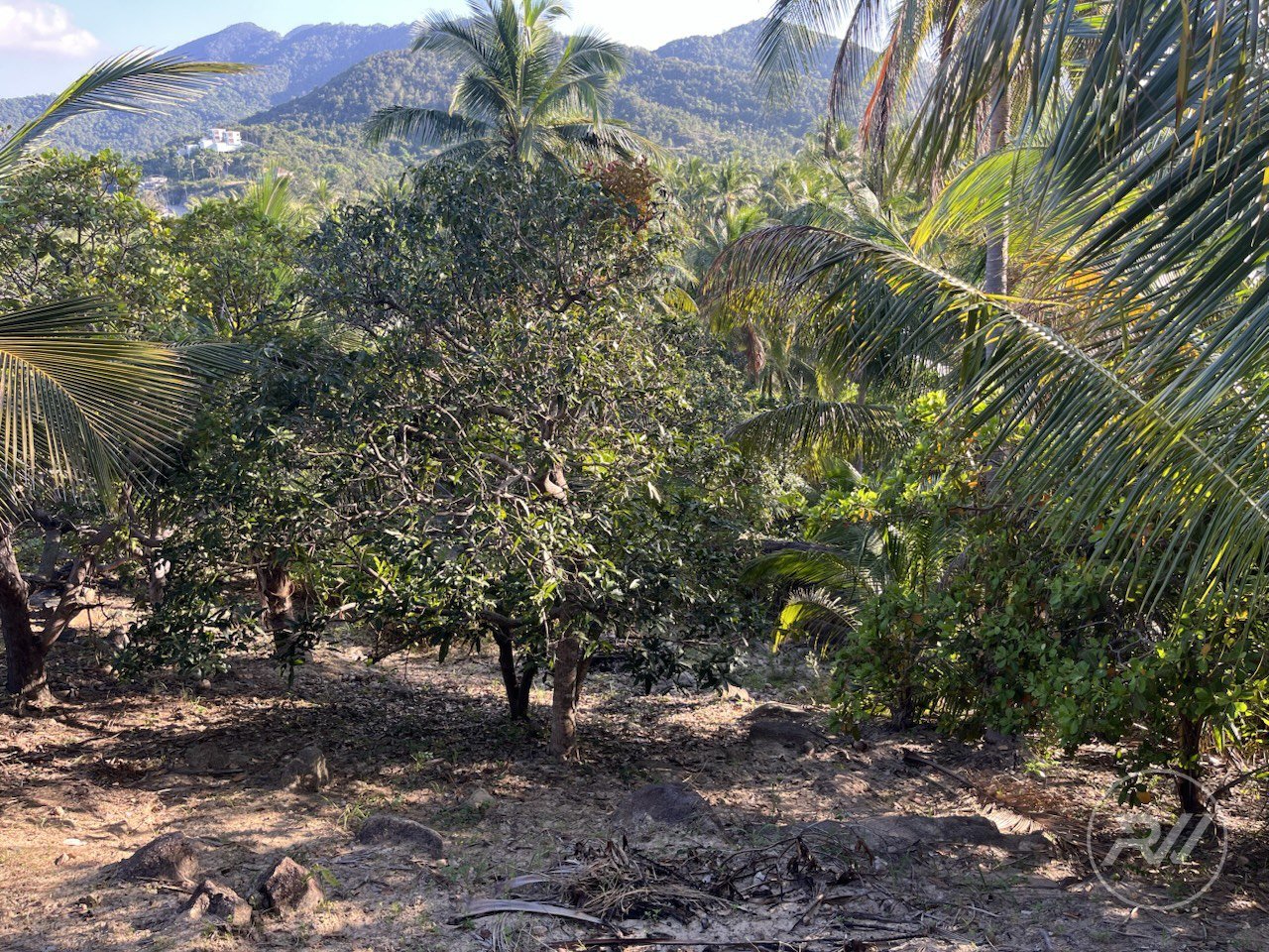 Land plot in Chaloklum (RW-L0001) — photo 11