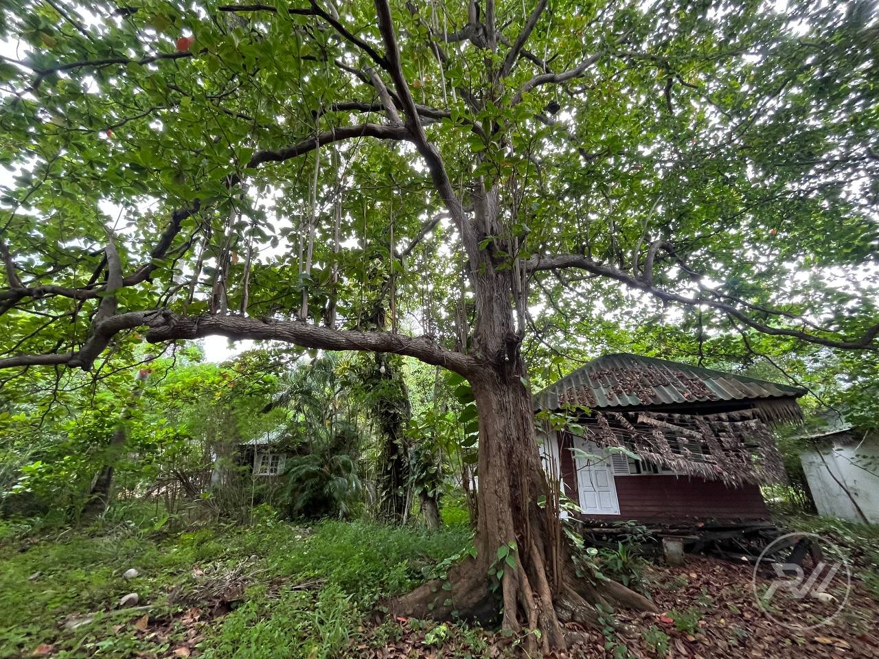 Land plot on Koh Phangan (RW-L0012) — photo 6