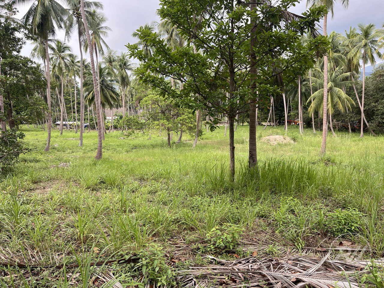 Land plot on Koh Phangan