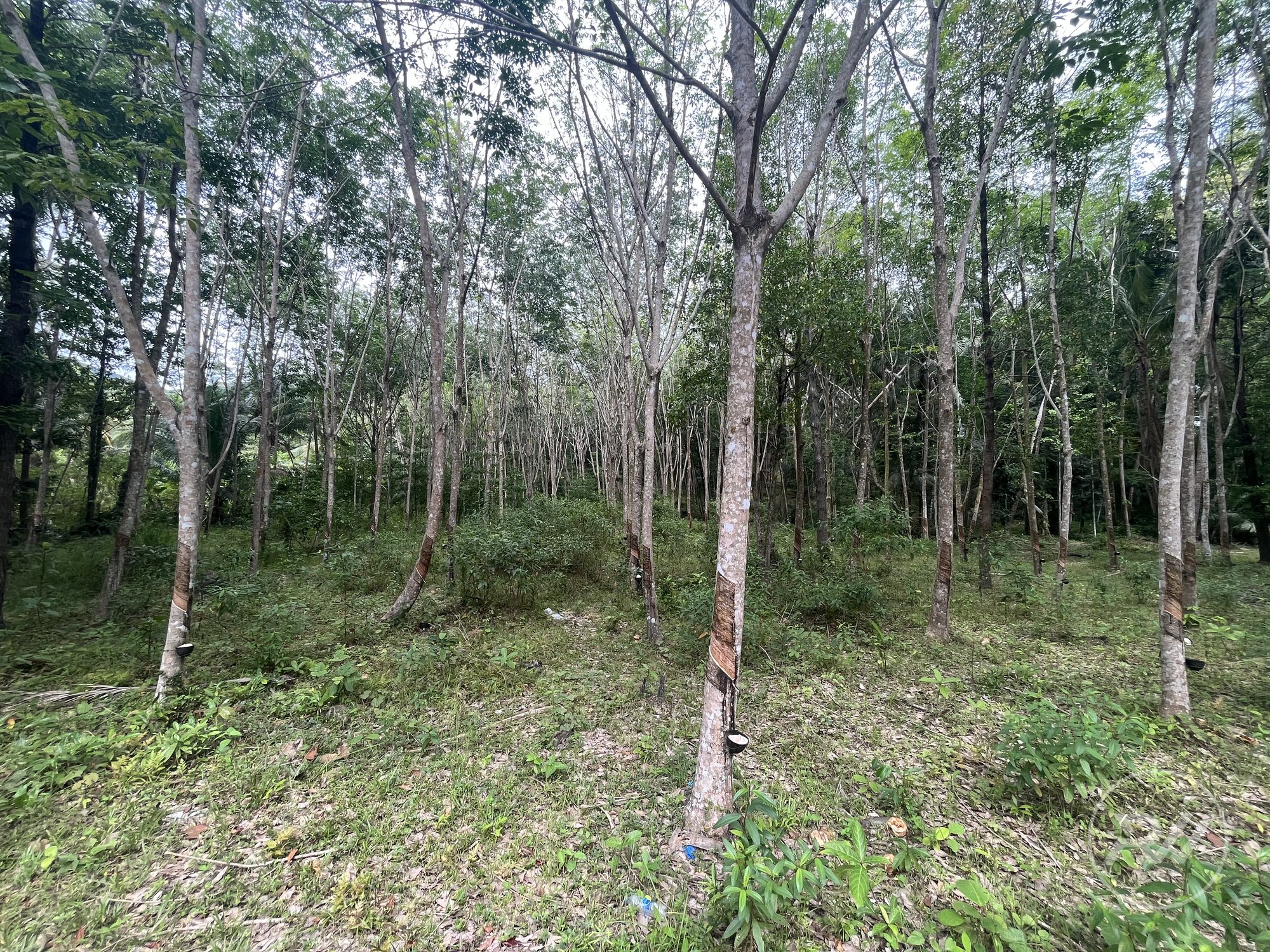 Land plot on Koh Phangan