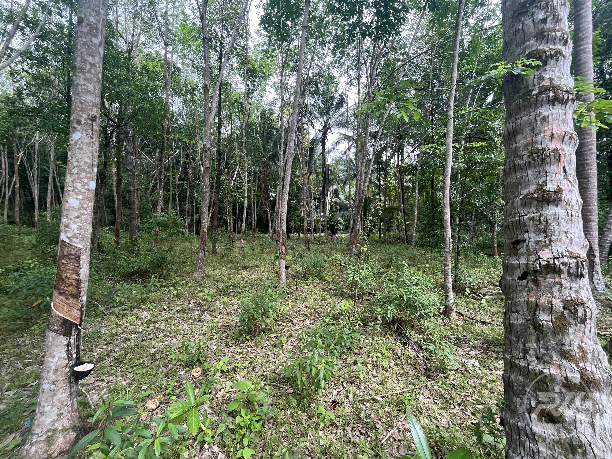 Land plot on Koh Phangan (RW-L0041) — photo 2
