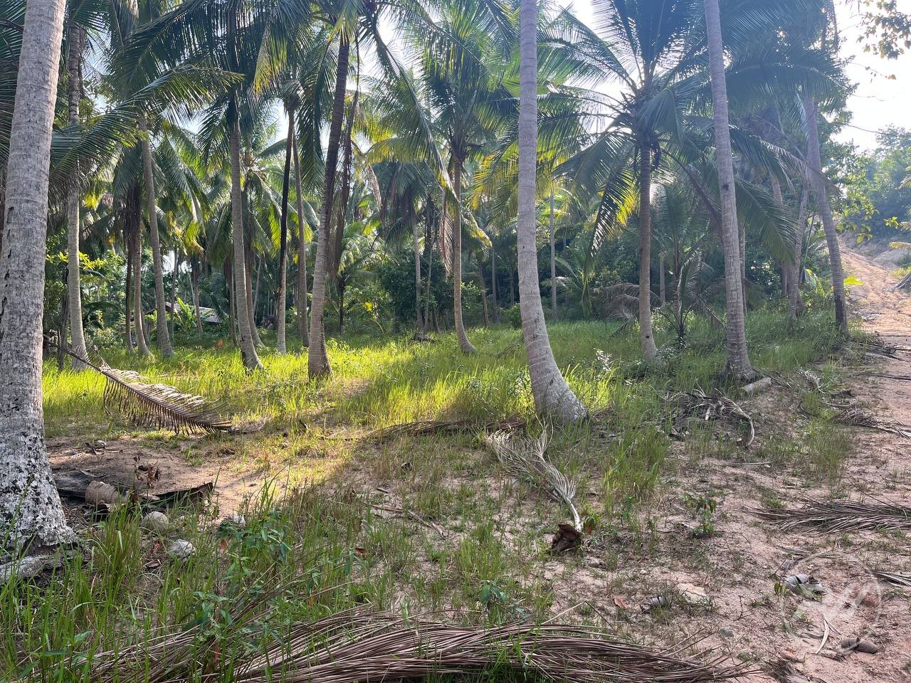 Land plot on Koh Phangan (RW-L0057) — photo 2