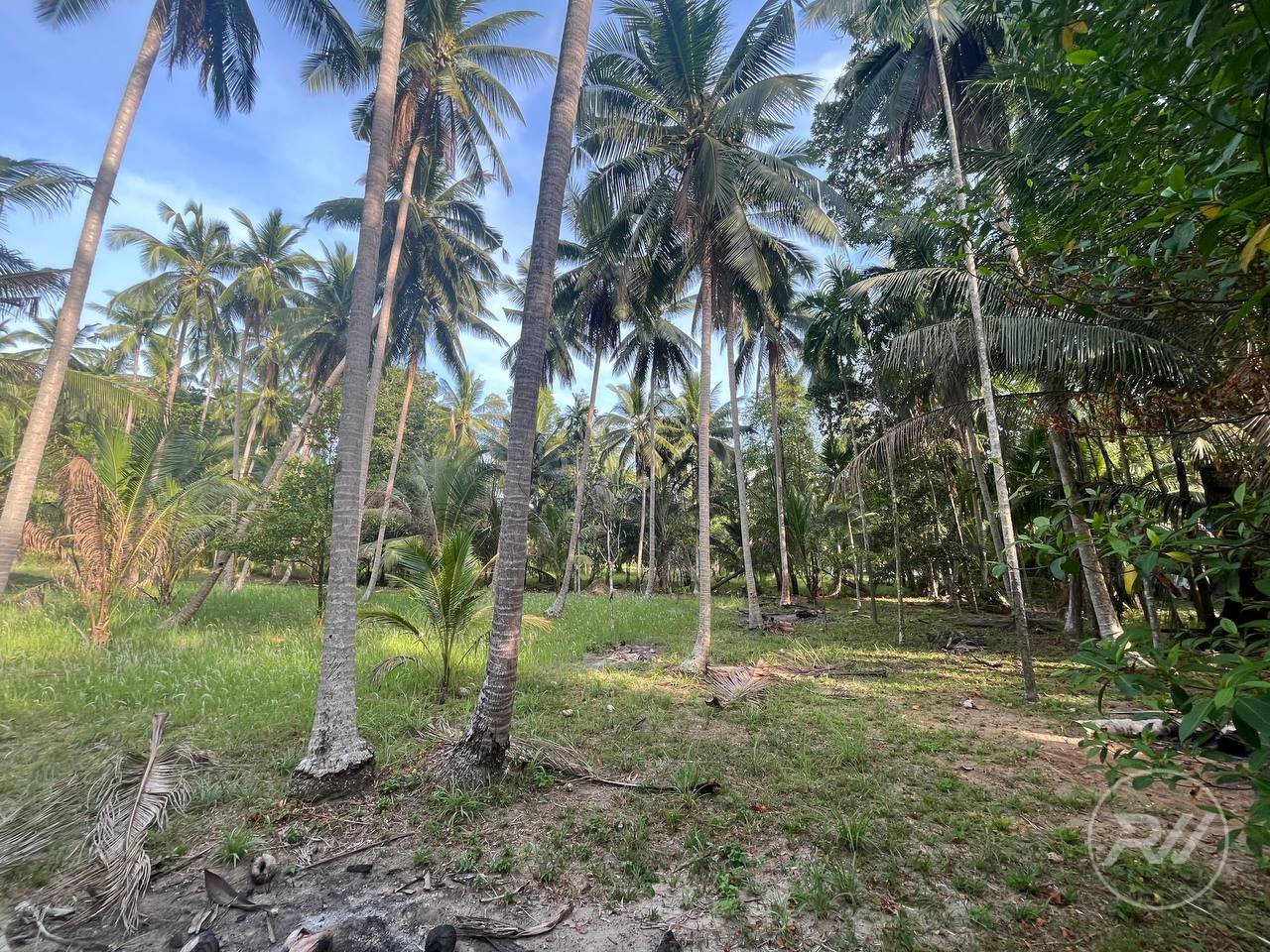 Land plot on Koh Phangan