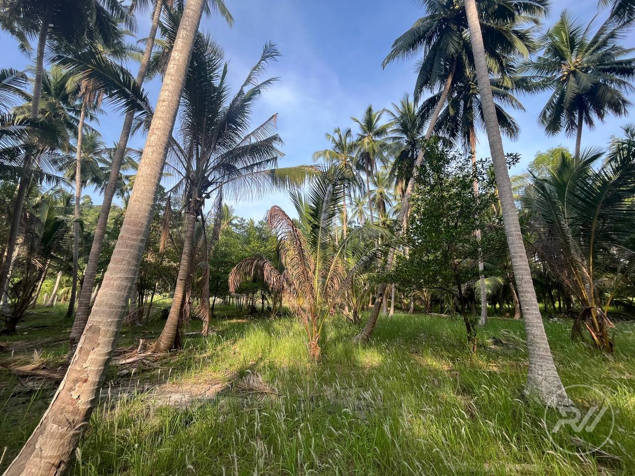 Land plot on Koh Phangan (RW-L0058) — photo 2