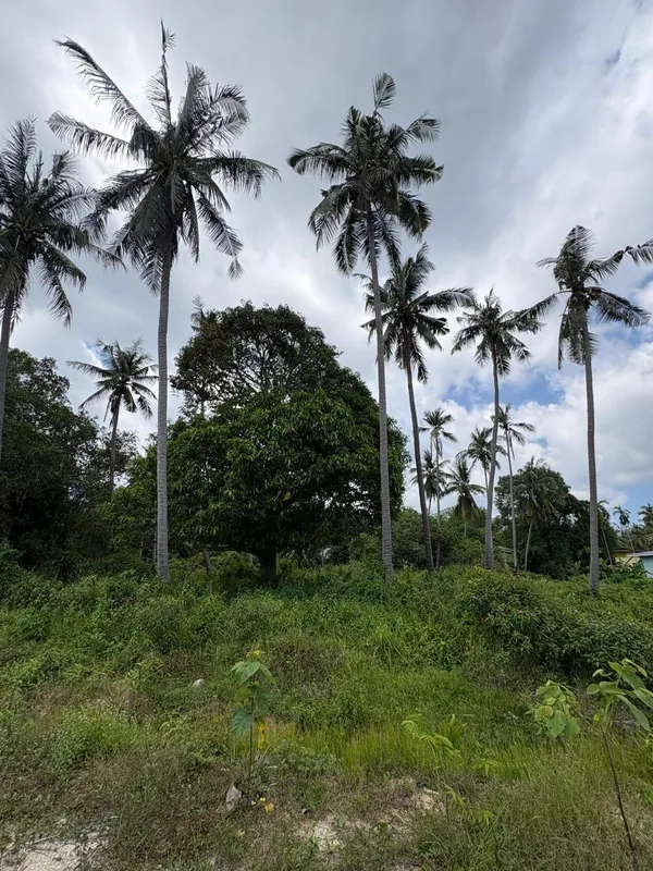 1.5-rai plot of land with level, easy-build ground in Sri Thanu (RW-L0073) — photo 3