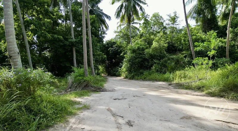 Coconut Lane 10 rai