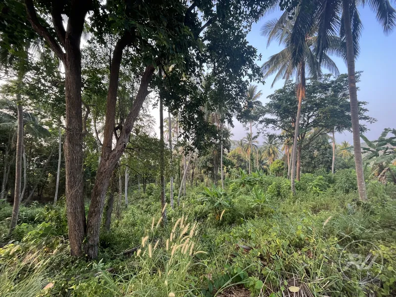 Land plot in Haad Salad